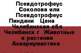 Псевдотрофеус Соколова или Псевдотрофеус Пиндани › Цена ­ 70 - Челябинская обл., Челябинск г. Животные и растения » Аквариумистика   
